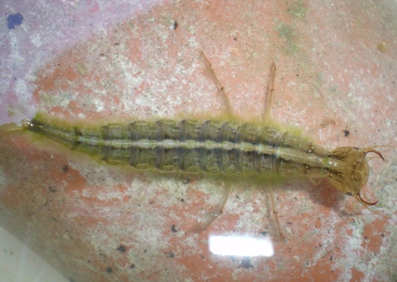 Larva di Dytiscidae da vicino